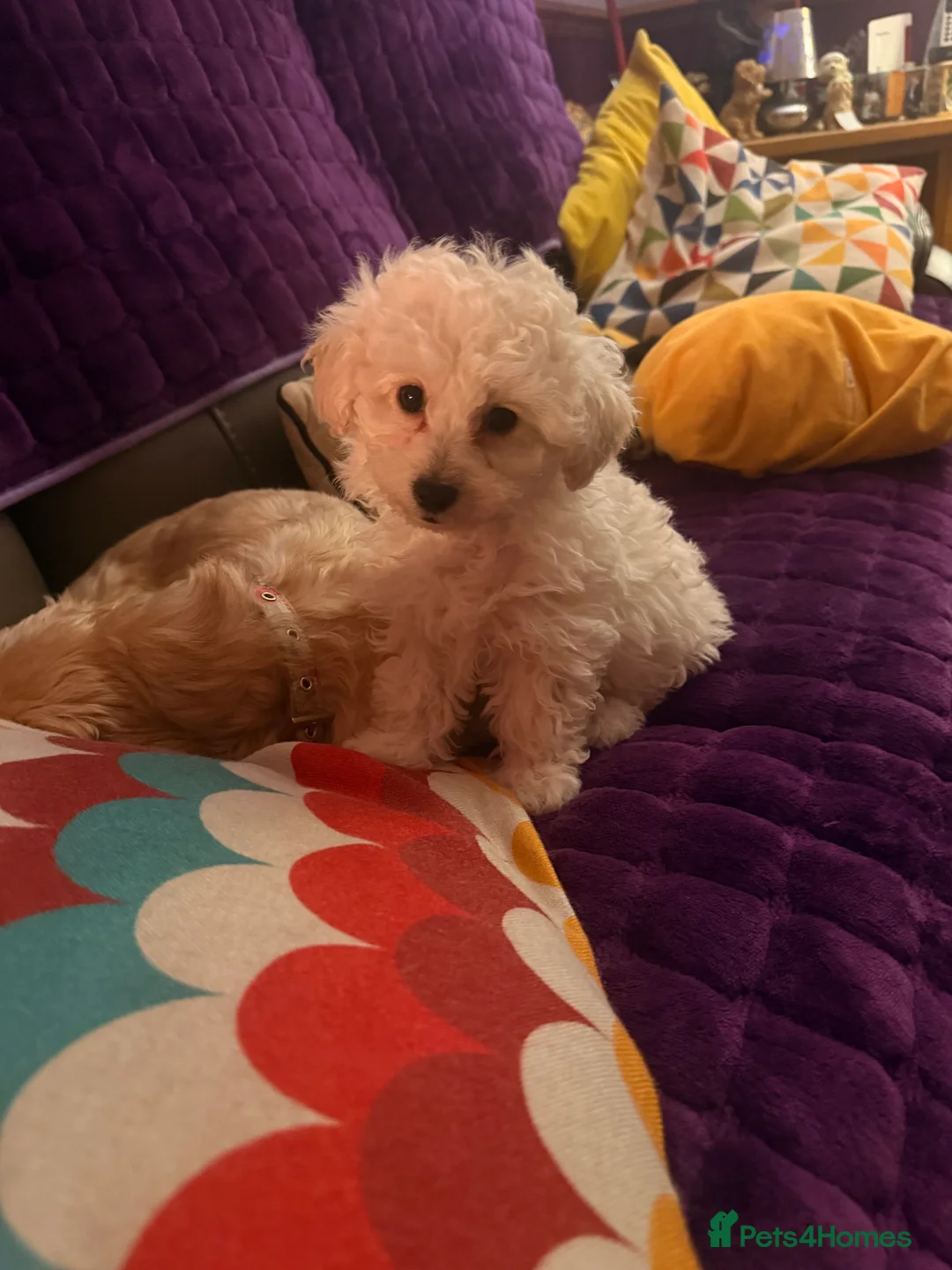 Shihpoo dogs for sale: Shihpoo - Advert 16