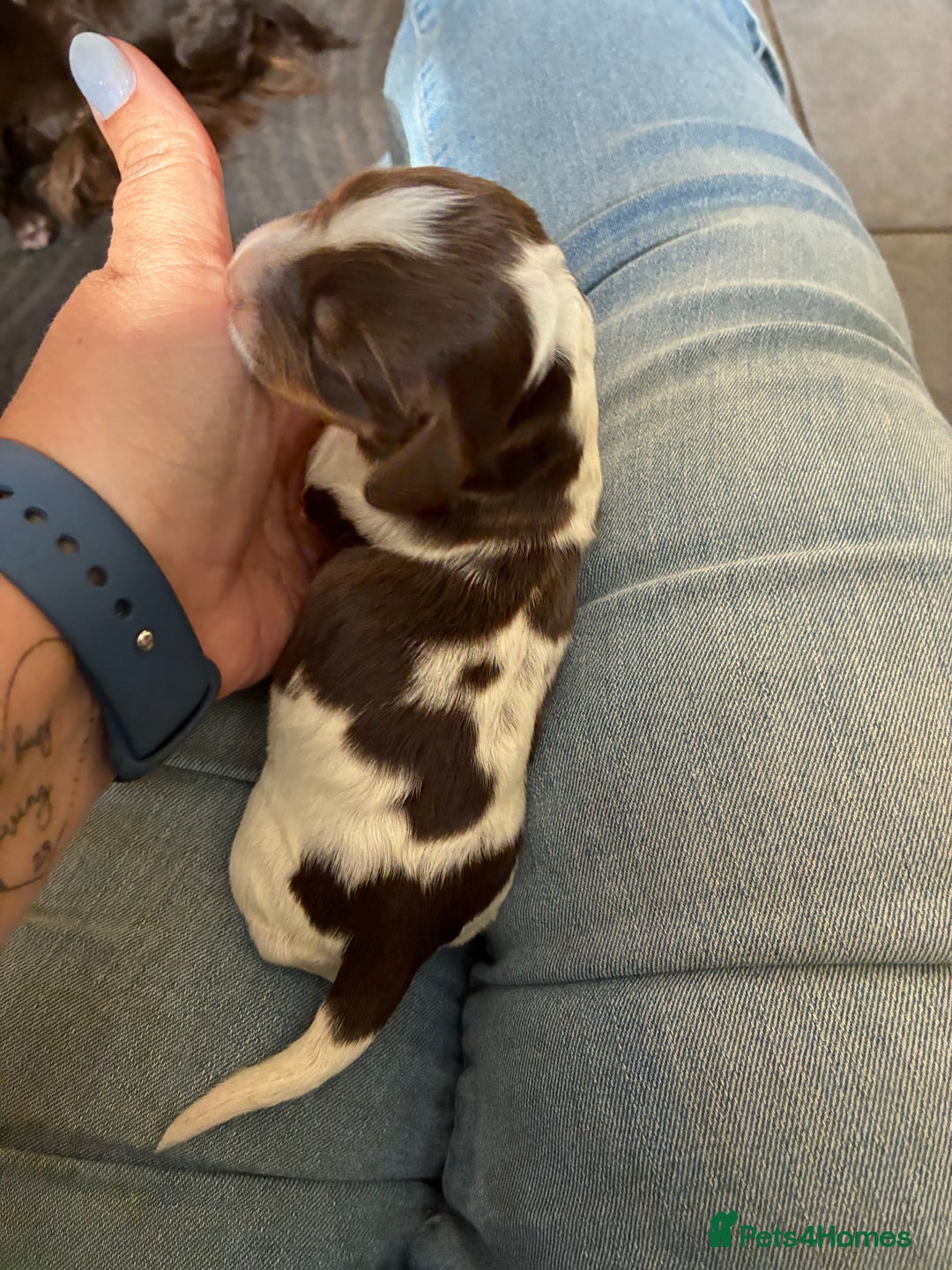 Cocker Spaniel dogs for sale: Beautiful, family cocker spaniels available - Image 5