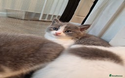 RagaMuffin cats for sale: 3 grey and white female kittens  - Image 8