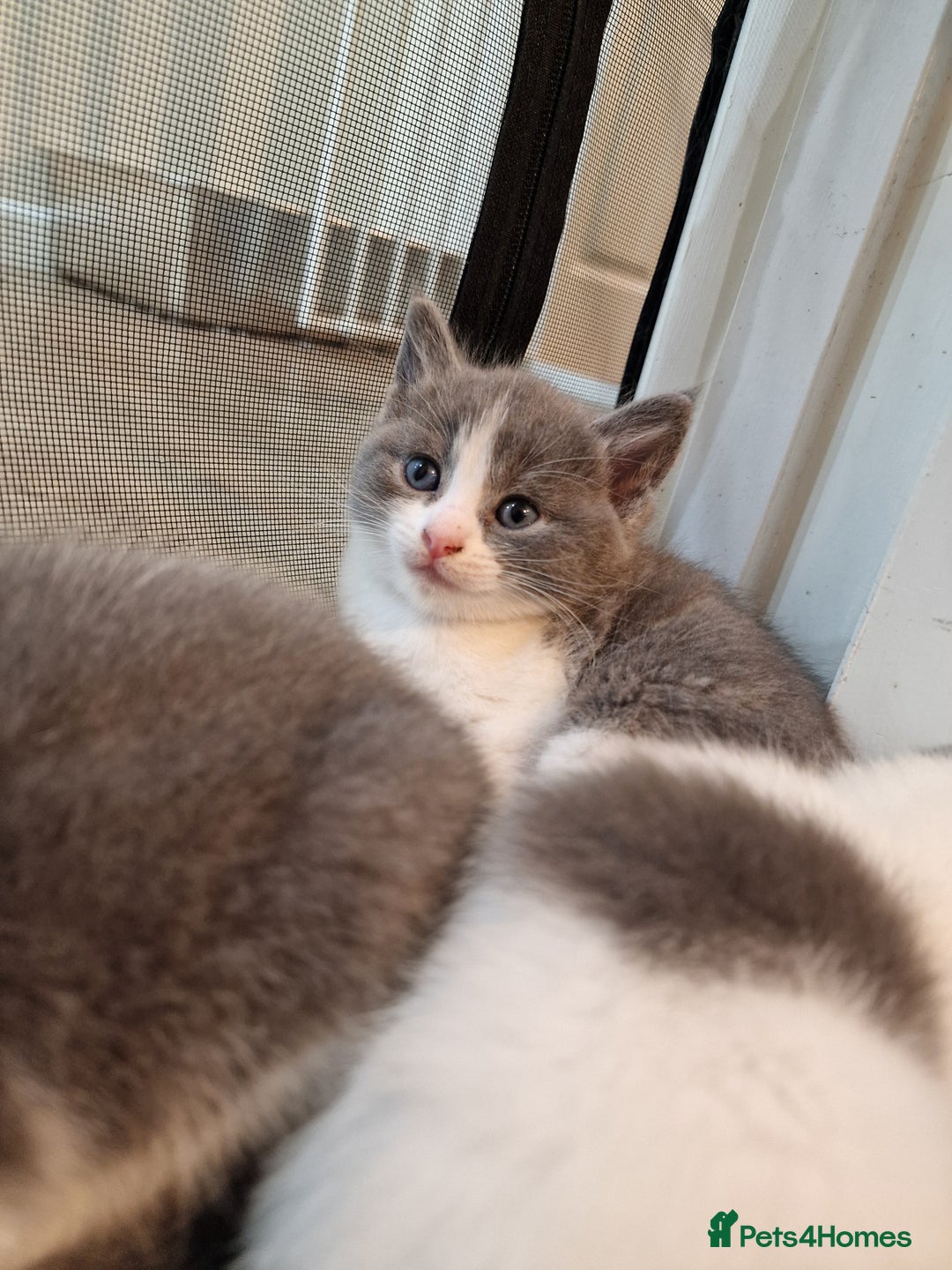RagaMuffin cats for sale: 3 grey and white female kittens  - Image 8