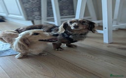 Miniature Dachshund dogs for sale: Waitlist Open! KC Miniature Long Haired Dachshunds - Image 4