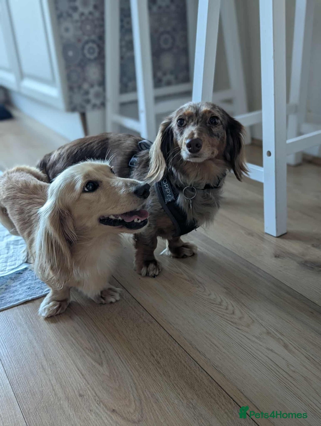 Miniature Dachshund dogs for sale: Waitlist Open! KC Miniature Long Haired Dachshunds - Image 4