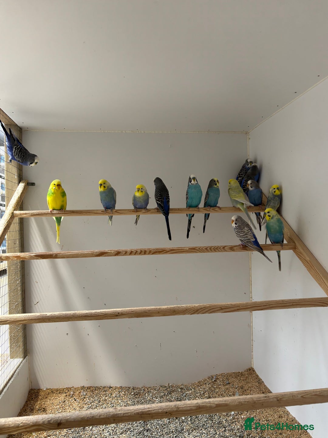 Budgerigars birds for sale: Young and Adult Budgies - Image 6