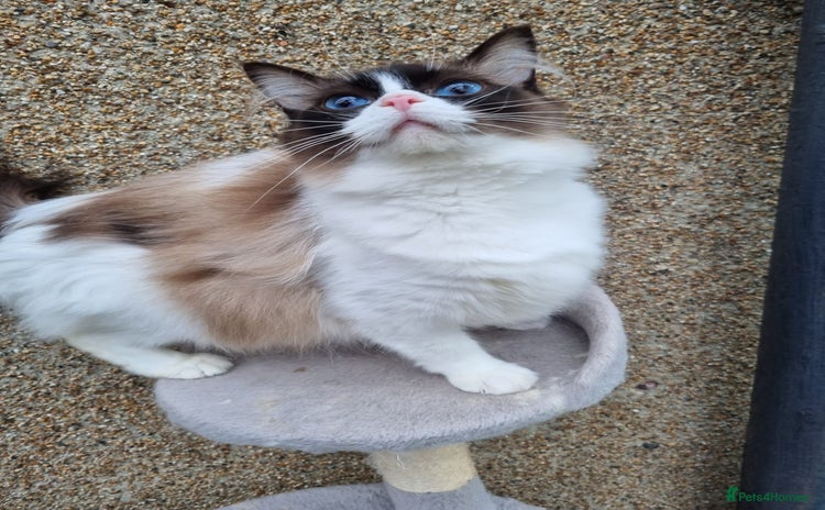 Ragdoll cats - Advert 2