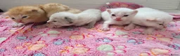 Maine Coon cats for sale: Mainecoon cross kittens - Advert 5
