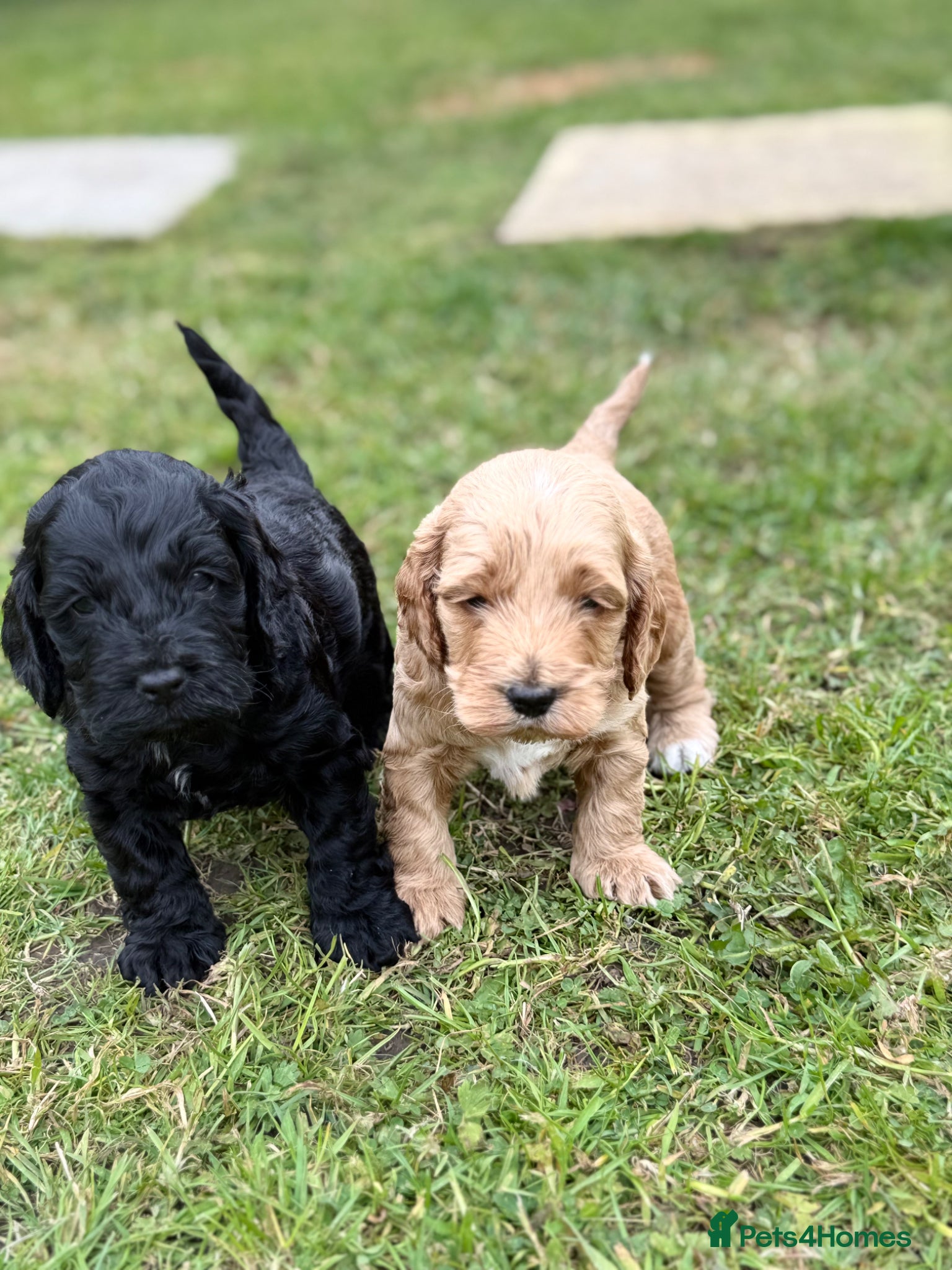 Cockapoo dogs F1 show line cockapoo puppies - Advert 4