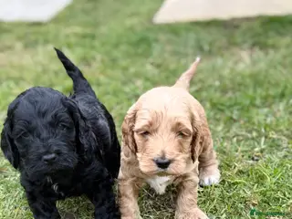 Cockapoo dogs F1 show line cockapoo puppies - Advert 4