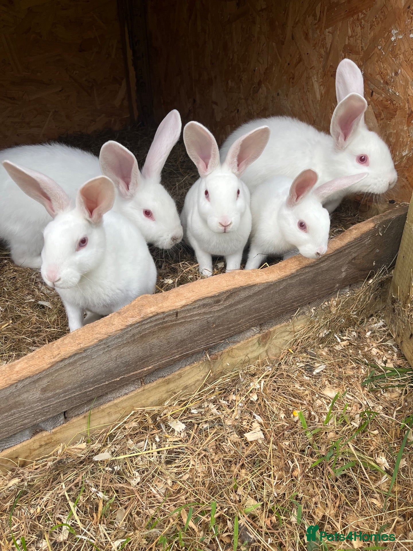 Mixed Breed rabbits Rabbits for sale  - Advert 3