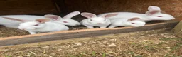 Mixed Breed rabbits for sale: Rabbits for sale  - Advert 1