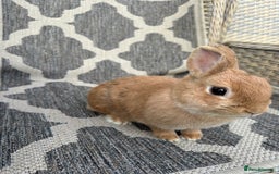 Netherland Dwarf rabbits for sale: Adult Netherlands dwarf doe. - Image 4