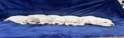 Golden Retriever dogs for sale: Stunning Cream, KC reg, health tested Puppies - Advert 24