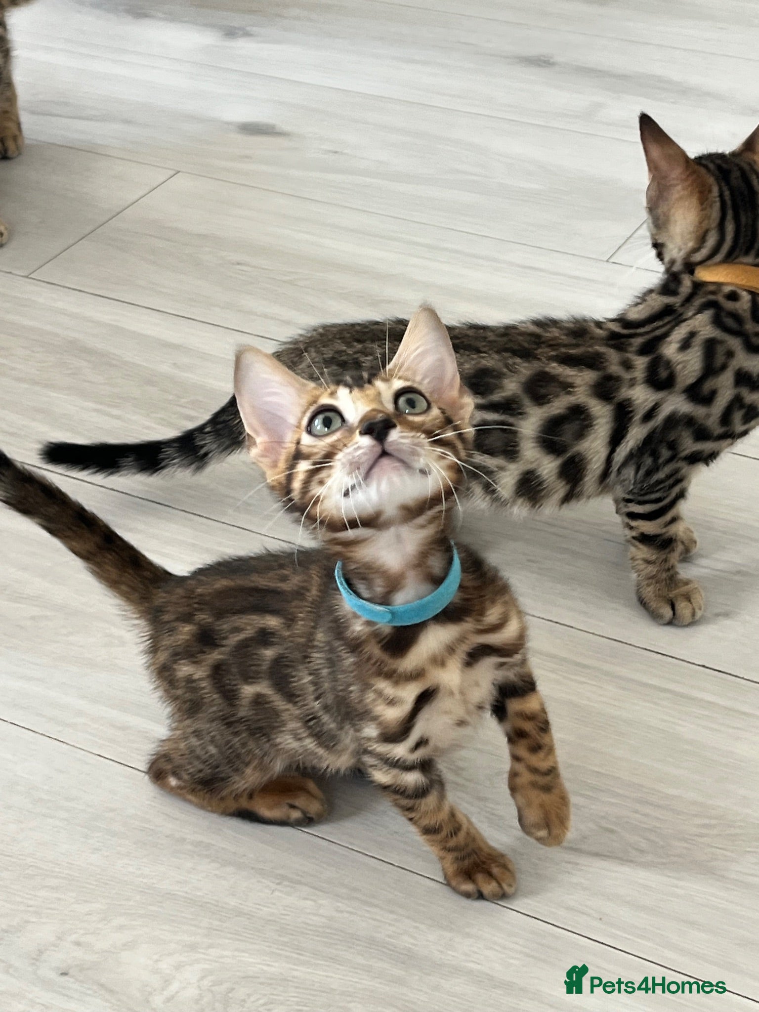 Bengal cats Stunning full pedigree registered bengal kittens  - Advert 1