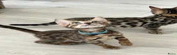 Bengal cats for sale: Stunning full pedigree registered bengal kittens  - Advert 31