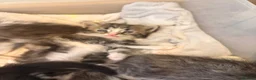 Perdoll cats for sale: Beautiful perdoll kittens available  in Birkenhead - Advert 13
