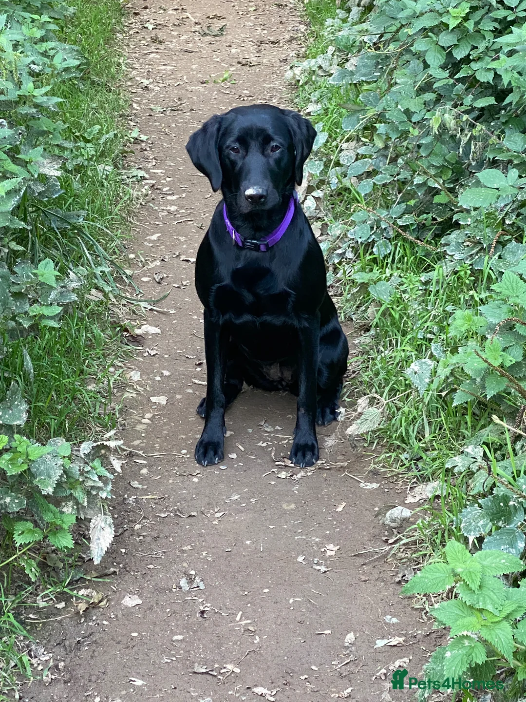 Labrador Retriever dogs for sale: KC Registered Pedigree Labrador Puppies - Advert 2