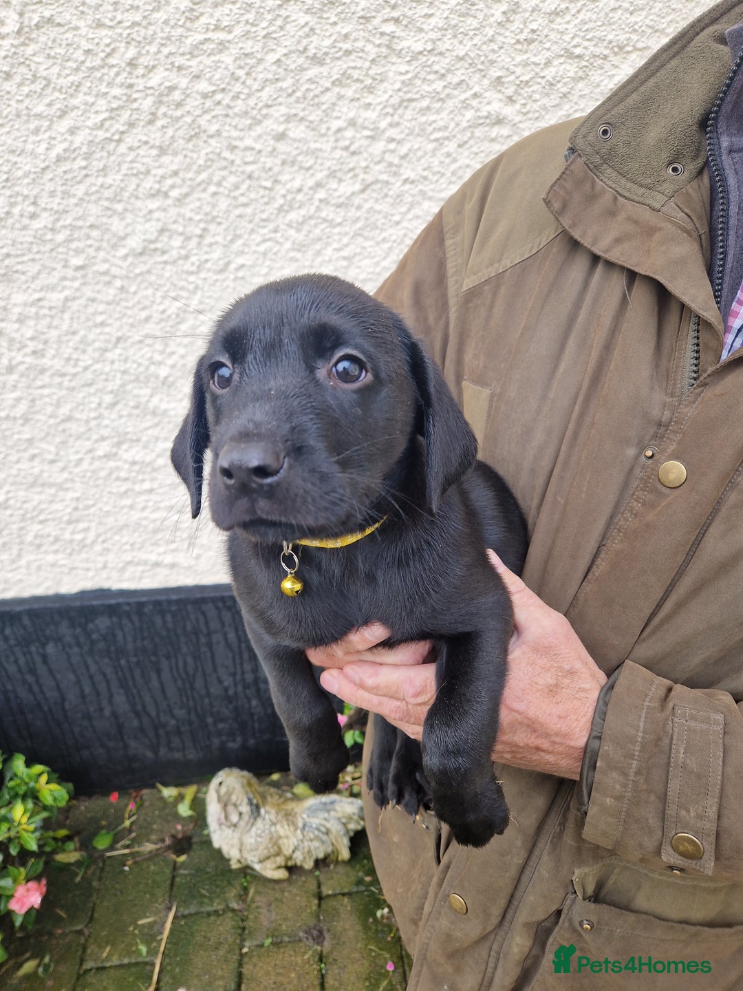 Labrador Retriever dogs for sale: Black and Gold Labrador Pups - Image 9