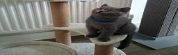 British Shorthair cats for sale: 💙 Last Blue Boy British Shorthair to Reserve 💙 - Advert 8
