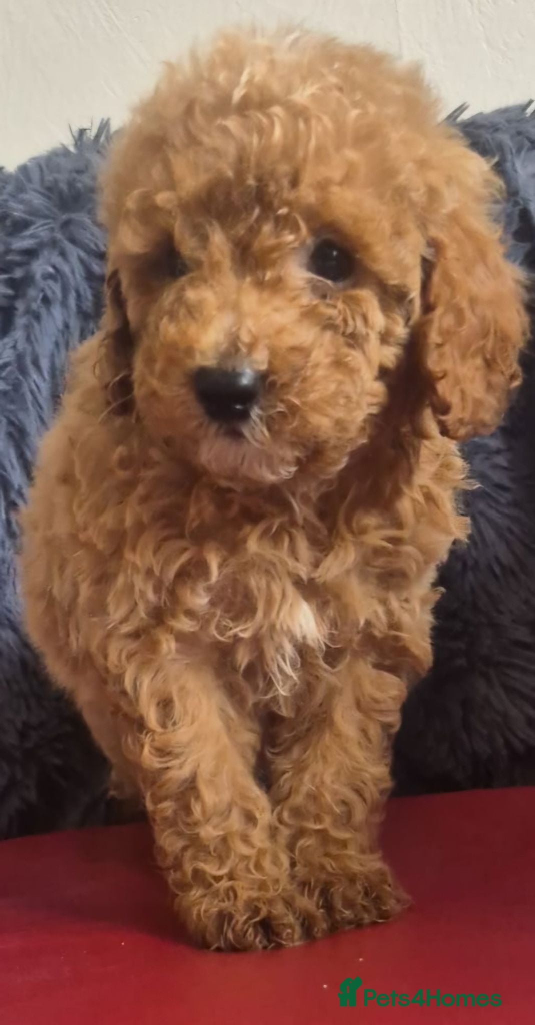 Toy Poodle dogs Toy poodle 🐩 kc registered mum and dad  - Advert 1