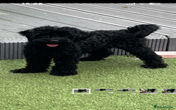 Cavapoo dogs for sale: Cavapoo - Image 1