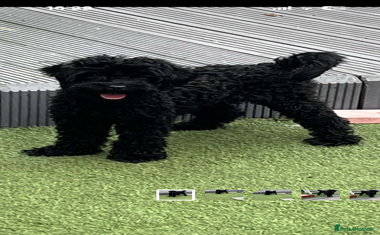 Cavapoo dogs - Advert 3