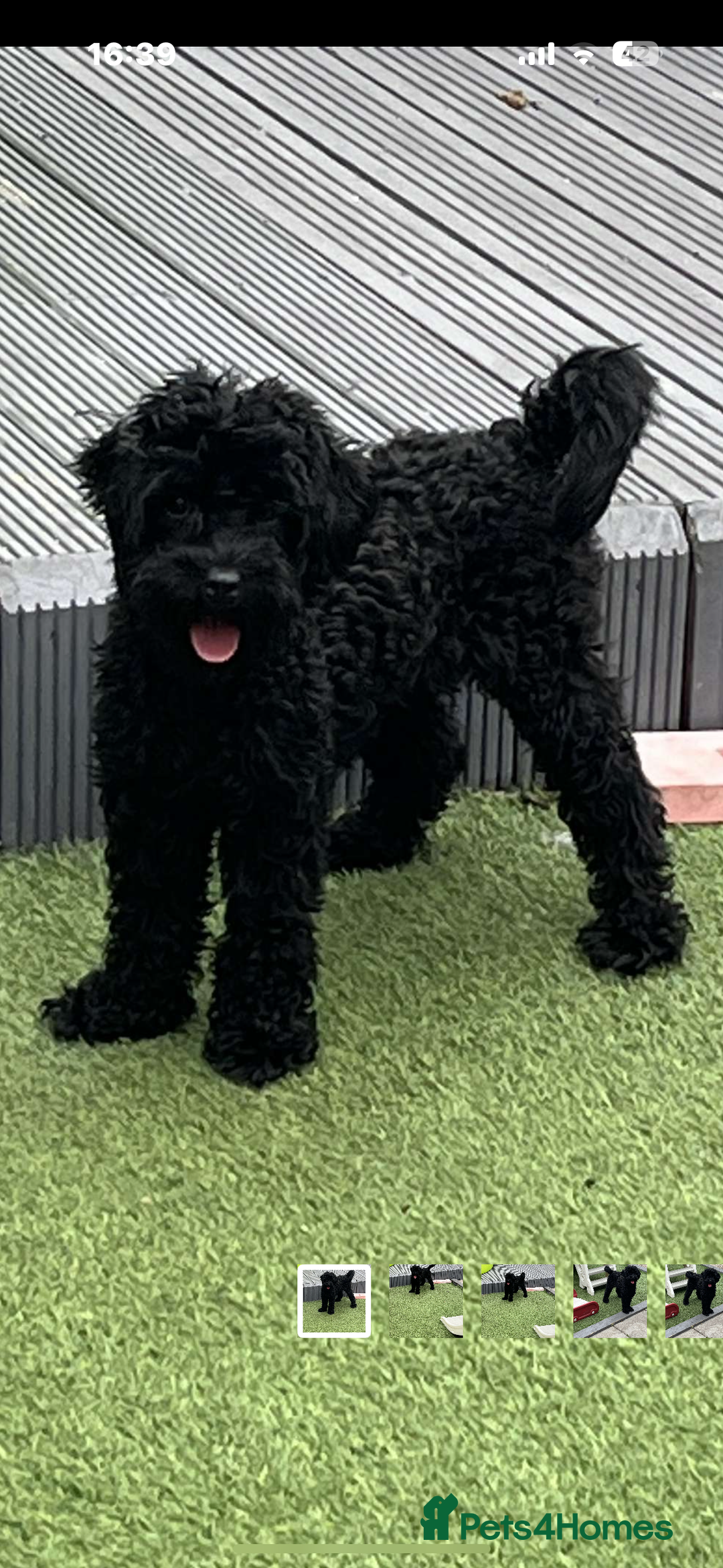 Cavapoo dogs for sale: Cavapoo - Image 1