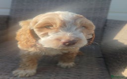 Cockapoo dogs for sale: Cockapoo puppies - Image 9