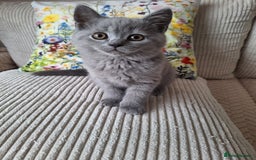 Scottish Fold cats for sale: Discount! Half price! Pure breed Scottish Fold  - Image 8