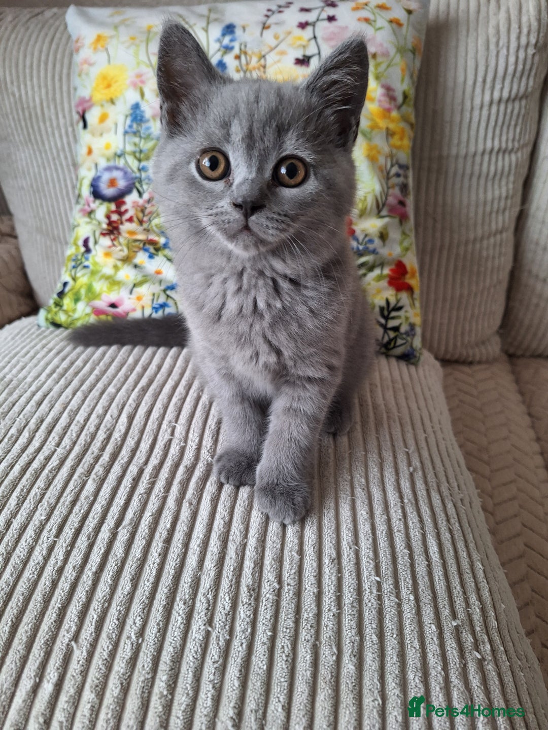 Scottish Fold cats for sale: Discount! Half price! Pure breed Scottish Fold  - Image 8