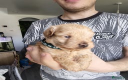 Maltipoo dogs for sale: F1B Toy Maltipoo  - Image 23
