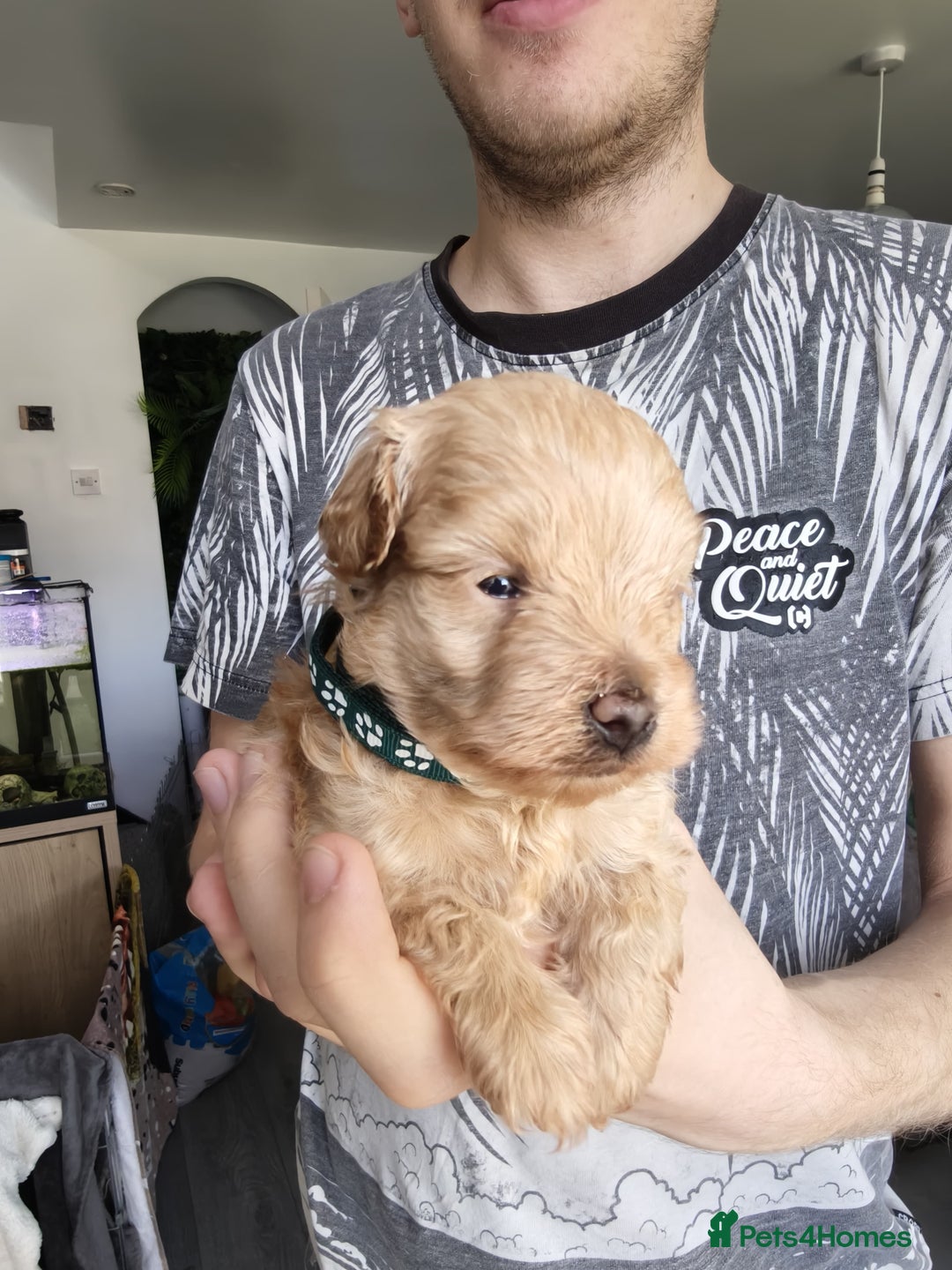 Maltipoo dogs for sale: F1B Toy Maltipoo  - Image 23