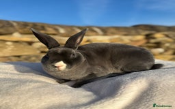 Rex rabbits for sale: Gorgeous Blue VM Mini Rex  - Image 4