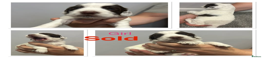 Girl White & Brown