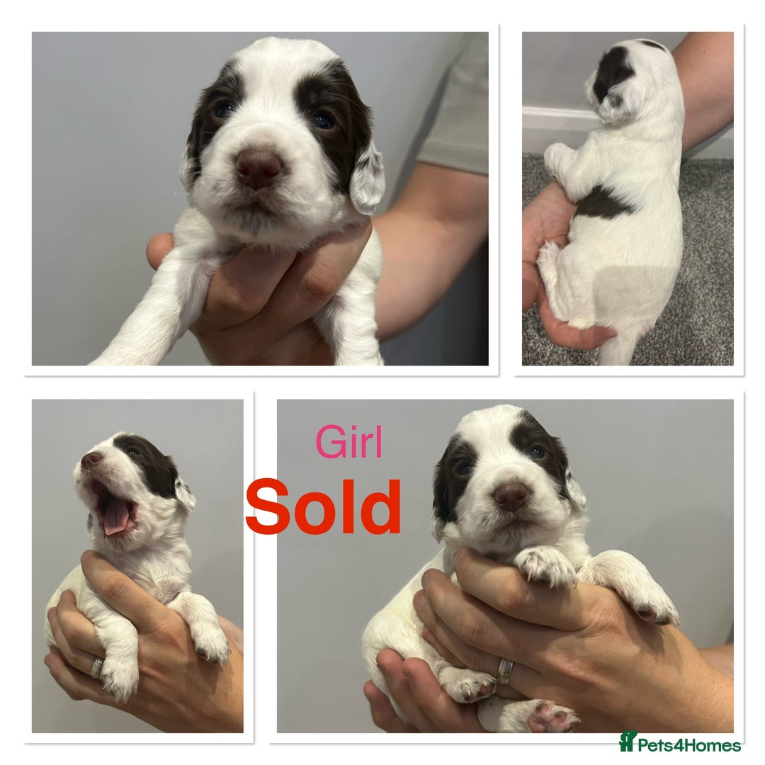 Cocker Spaniel dogs for sale: KC Working Cocker Spaniel Puppies - Image 3