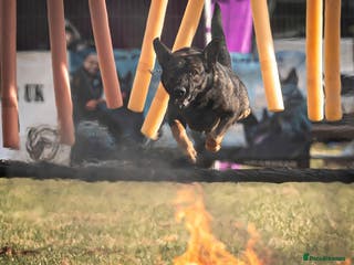 Belgian Shepherd Dog dogs Exclusive bloodlines - Advert 3