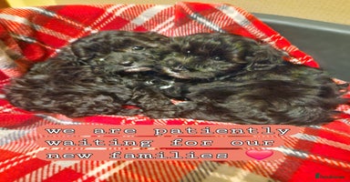 Shihpoo dogs 6 Georgeous Shipoo Teddy pups - Advert 4