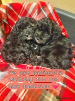 Shihpoo dogs 6 Georgeous Shipoo Teddy pups - Advert 1