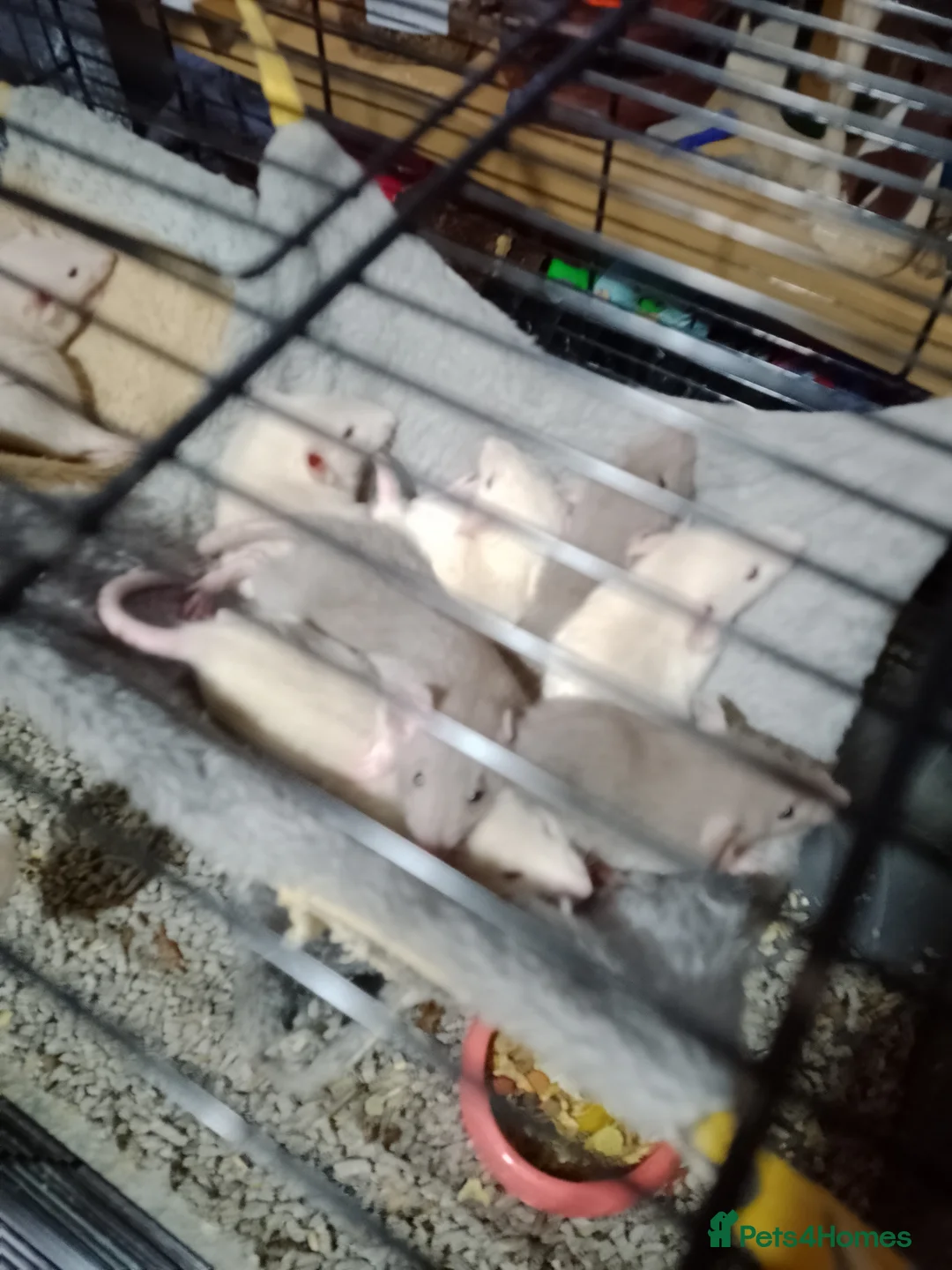 Rat rodents for sale: Dumbo baby rats  - Advert 2