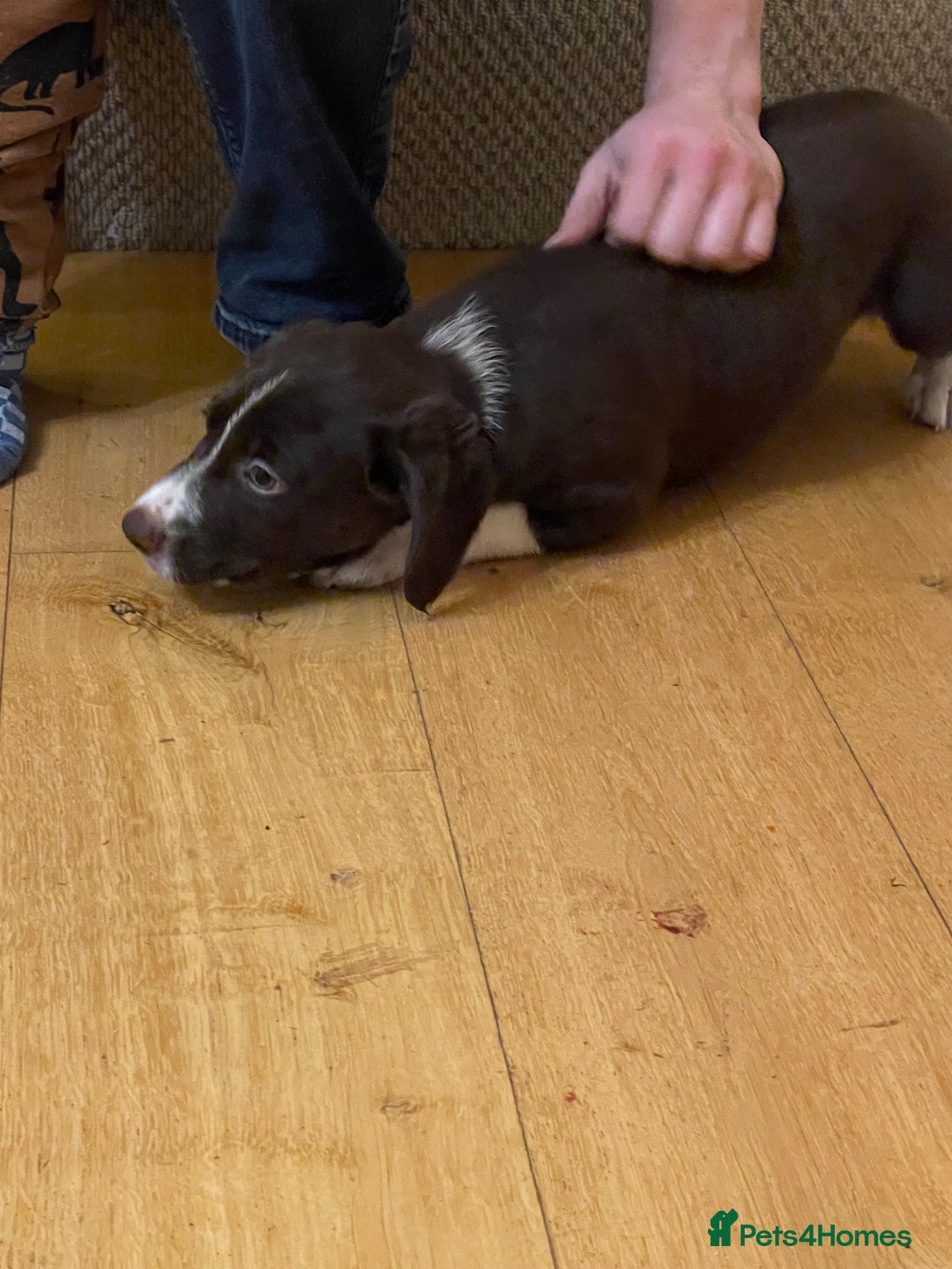 Mixed Breed dogs for sale: Sprollie pups for sale - Advert 8