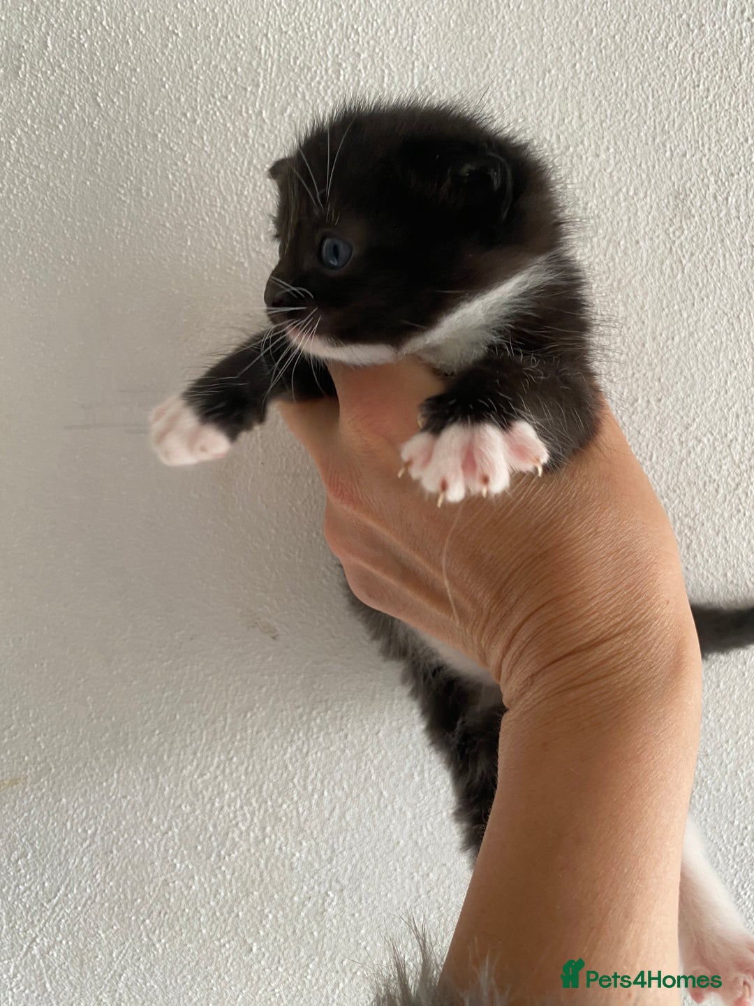 RagaMuffin cats for sale: Beautiful Ragdoll kittens  - Image 29