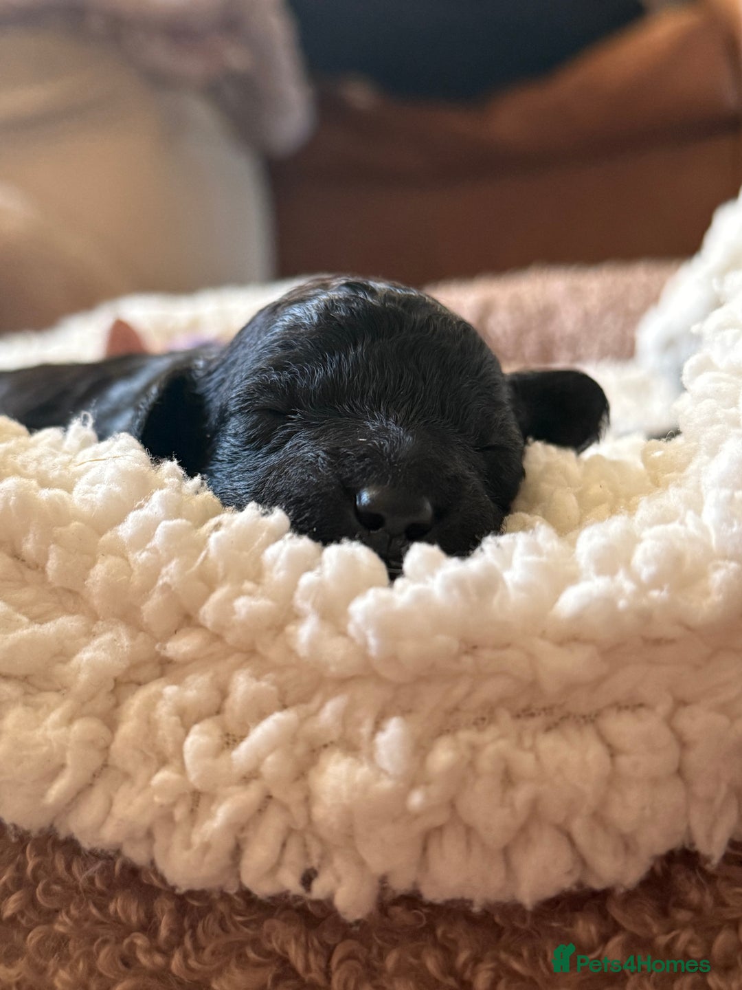Maltipoo dogs for sale: Gorgeous 4-week-old Maltipoo puppies  - Image 7