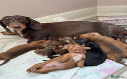 Miniature Dachshund dogs for sale: Miniature Dachshund Puppies  - Image 26
