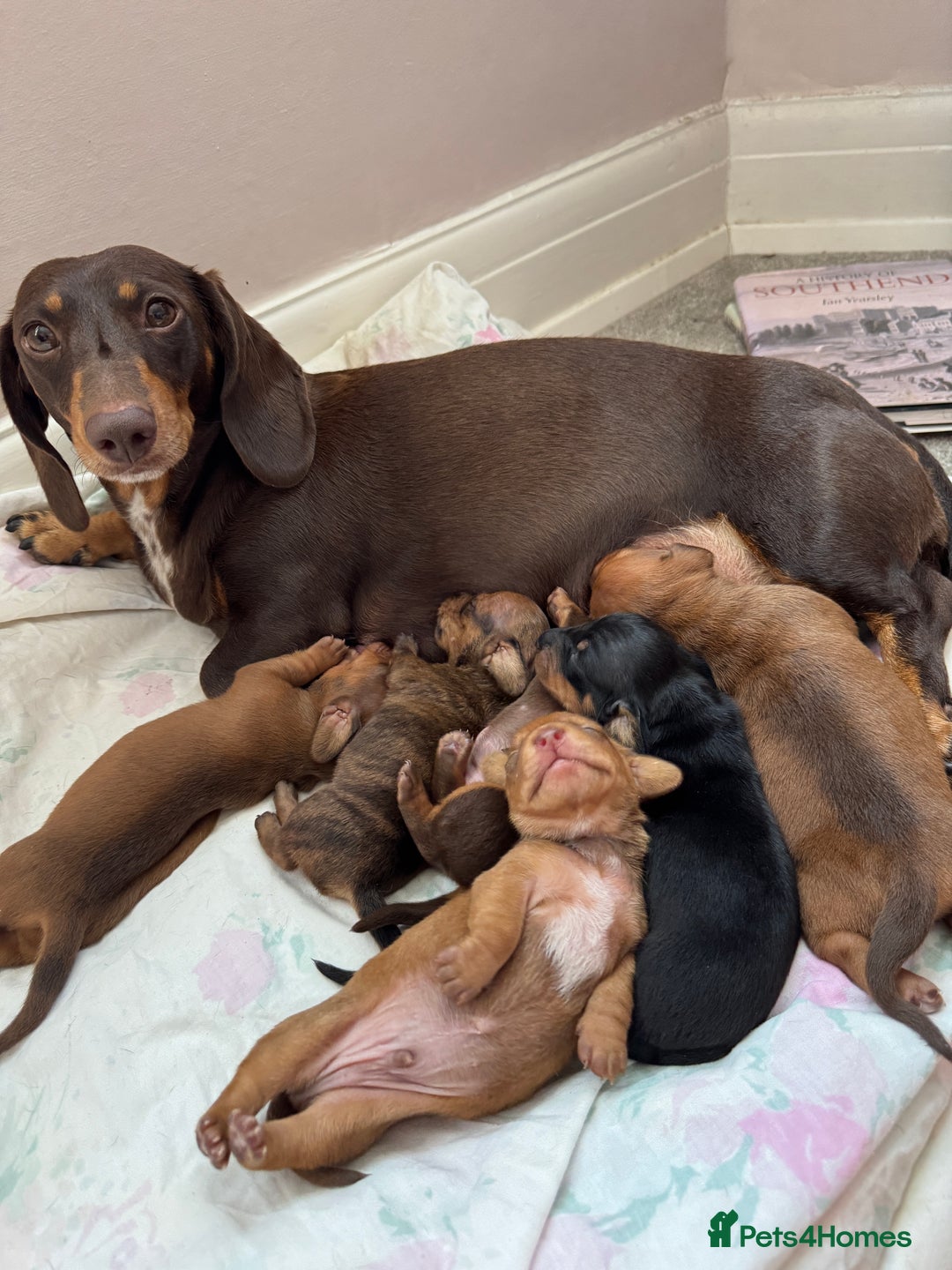 Miniature Dachshund dogs for sale: Miniature Dachshund Puppies  - Image 26