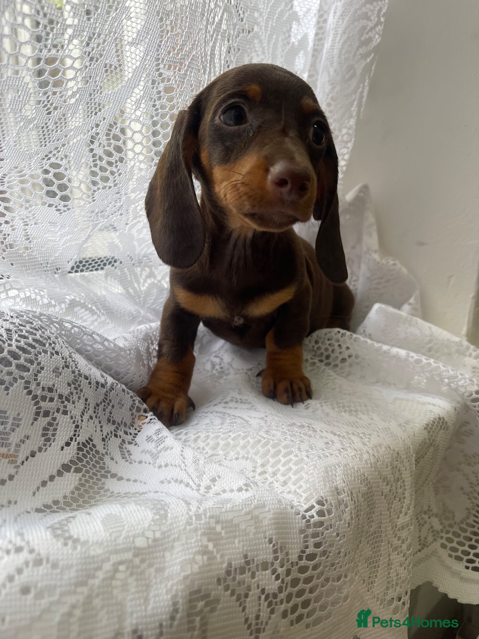 Miniature Dachshund dogs Girl left Miniature Dachund puppies - Advert 18
