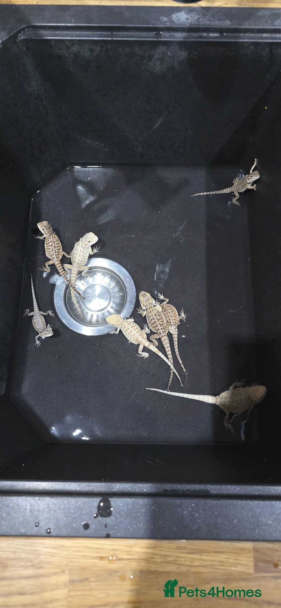 Bearded Dragon reptiles for sale: Baby bearded dragons - Image 19