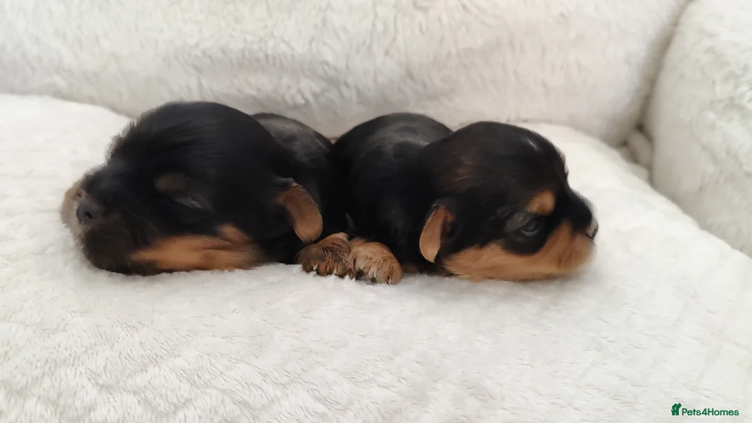 Yorkshire Terrier dogs for stud:  PEDIGREE Yorkshire terrier for STUD  in Hull - Advert 31