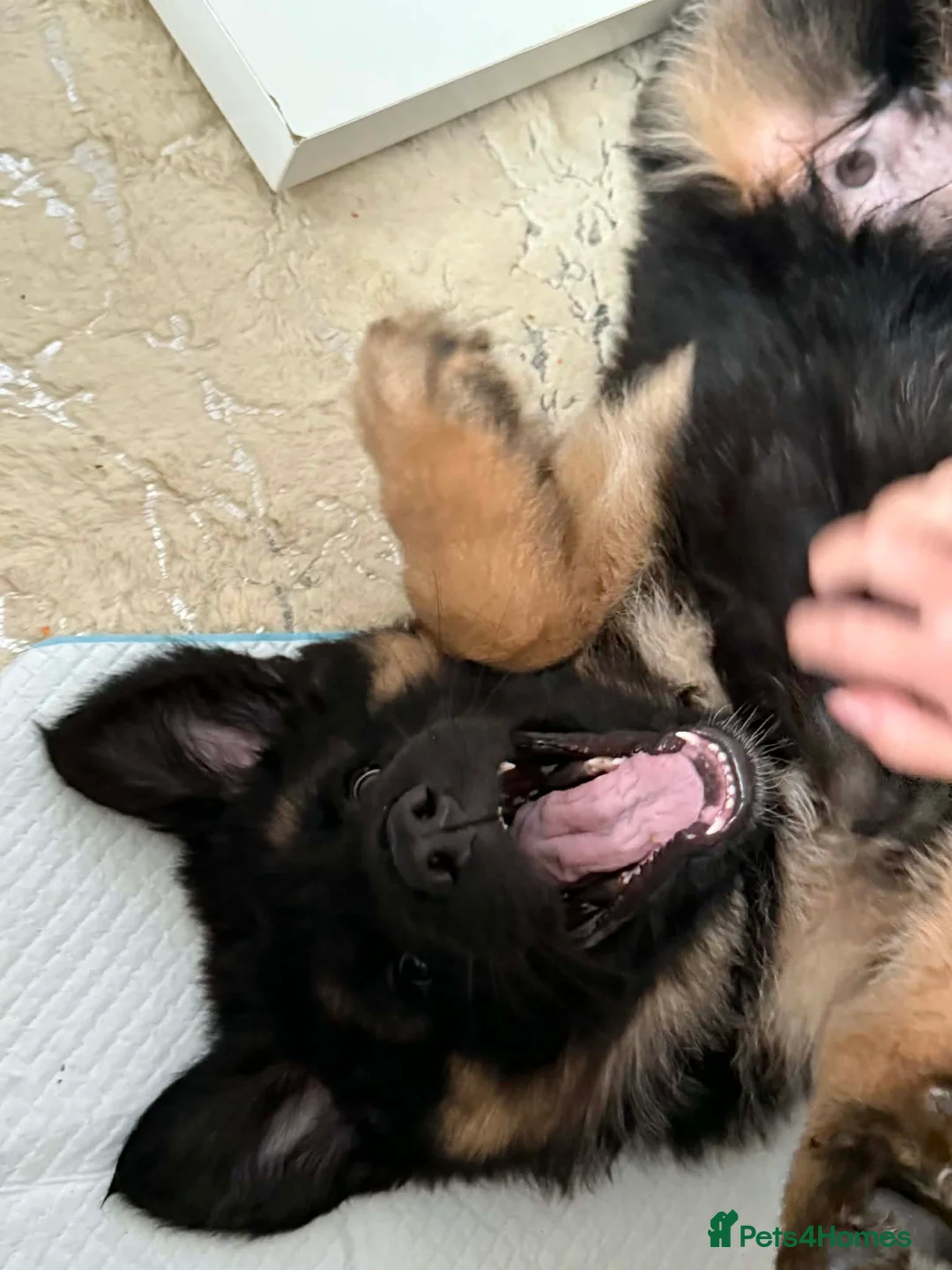 German Shepherd dogs for sale: Black And Tan German Shepherd Puppy - Advert 5