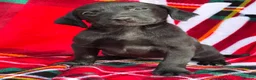 Labrador Retriever dogs for sale: Loving Labrador Puppies Seeking Forever Homes - Advert 3