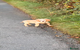 Cocker Spaniel dogs for sale: 4 month old Cocker spaniel  - Advert 1