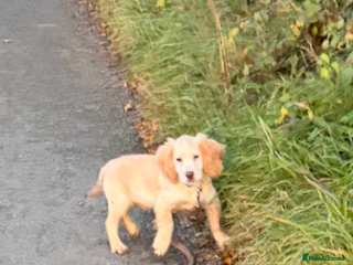 Cocker Spaniel dogs 4 month old Cocker spaniel - Advert 2