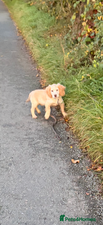 Cocker Spaniel dogs 4 month old Cocker spaniel - Advert 1